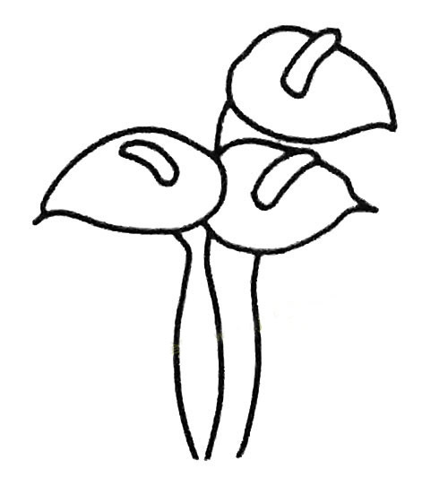 红掌简笔画的画法