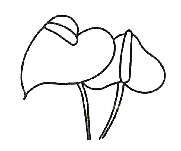 红掌简笔画图片