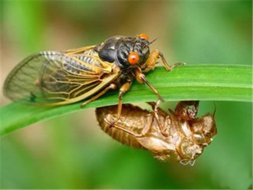 知了简笔画的画法步骤图片