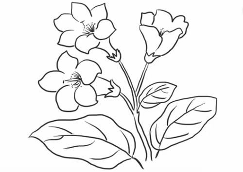 杜鹃花简笔画的画法步骤图