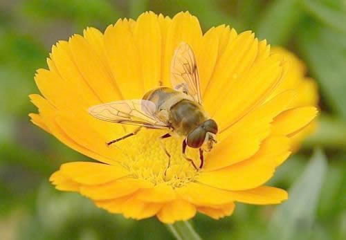 蜜蜂的生活习性