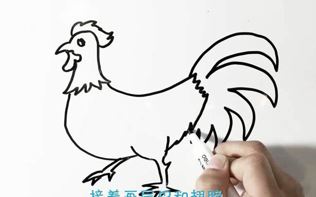大公鸡简笔画画法步骤图片