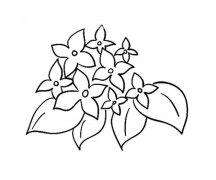 12款漂亮的花朵简笔画图片大全