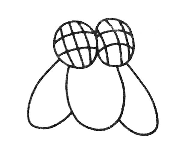 苍蝇简笔画图片