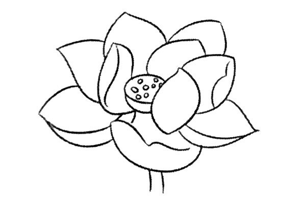 荷花简笔画