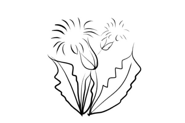 简单易学的小花朵简笔画图片