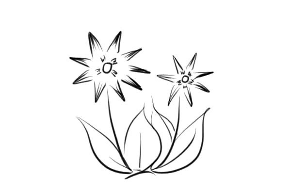 简笔画漂亮的小花花