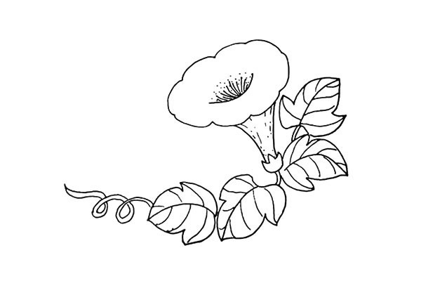 喇叭花简笔画