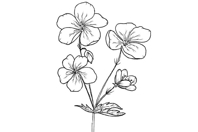 漂亮的鲜花花朵简笔画图片1