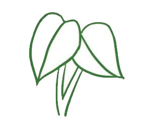 绿萝简笔画图片步骤三