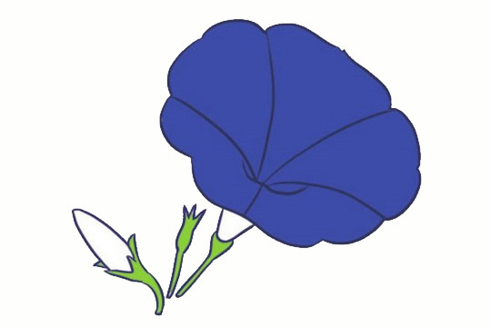 喇叭花简笔画图片大全作品一