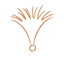 石竹花简笔画图片步骤二