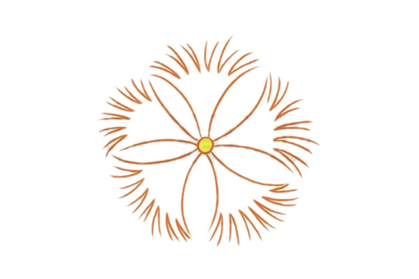 石竹花简笔画图片步骤四