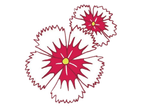 石竹花简笔画图片