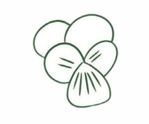 三色堇简笔画图片步骤一