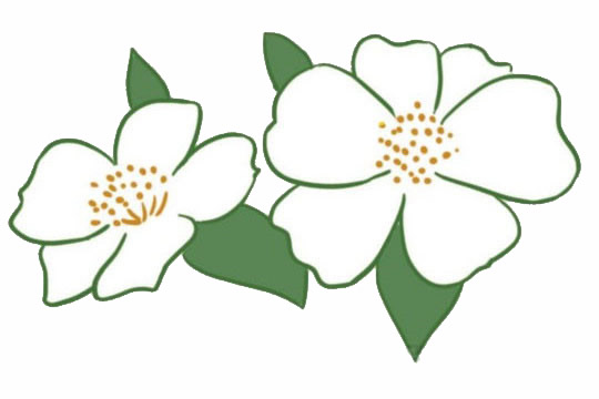 荼蘼花简笔画图片