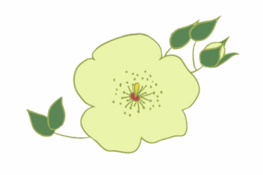 荼蘼花简笔画图片