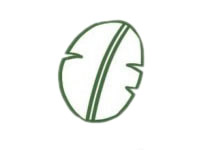 芭蕉树简笔画图片