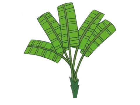 芭蕉树简笔画图片