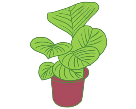 竹芋简笔画图片