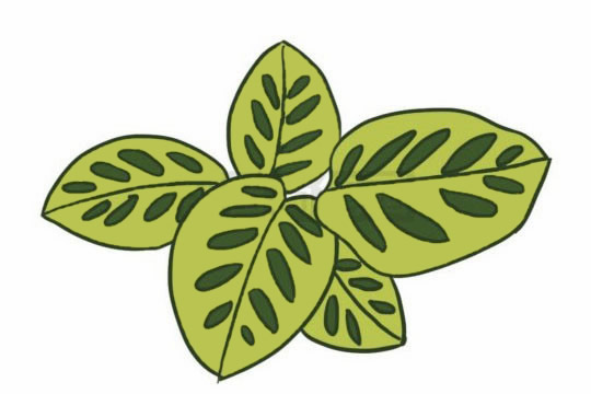 竹芋简笔画图片