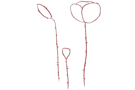 虞美人简笔画图片