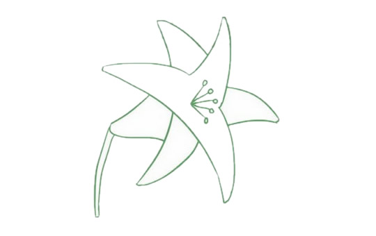 百合花简笔画图片