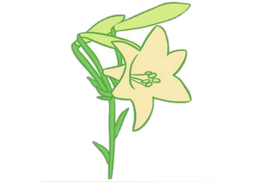 百合花简笔画图片