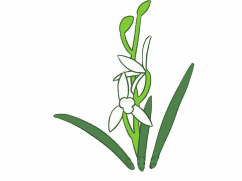 兰花简笔画图片