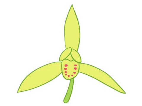 兰花简笔画图片