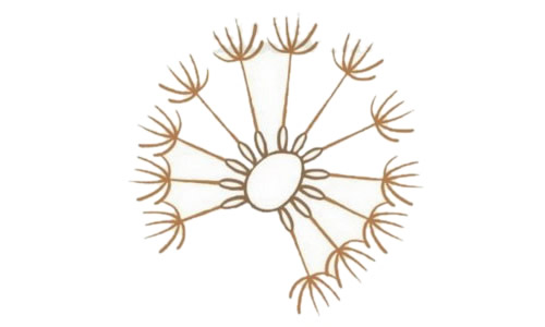 蒲公英简笔画图片