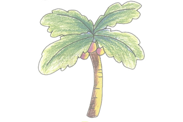 椰子树简笔画图片