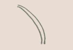 铃兰花简笔画步骤图解教程 彩色画法