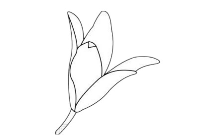 百合花简笔画图片