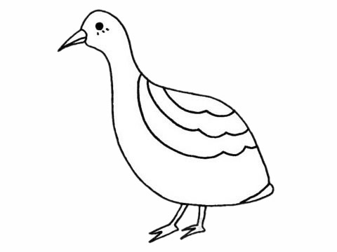 鹌鹑简笔画图片