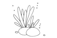 珊瑚简笔画步骤教程及图片大全