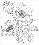 迎春花简笔画图片大全