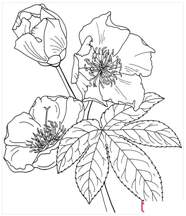 迎春花简笔画图片大全