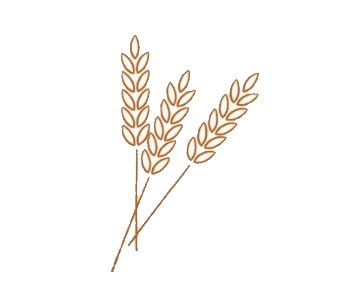 麦穗简笔画图片步骤三