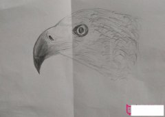 儿童小鸟简笔画图片大全,简单的小鸟简笔画