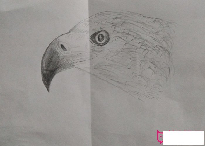 儿童小鸟简笔画图片大全，简单的小鸟简笔画