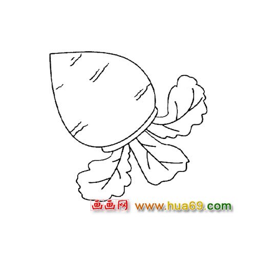 简笔画：胖胖的萝卜3