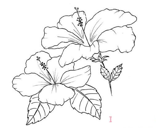 1分钟简笔画手绘鲜花的画法详细步骤简单好看