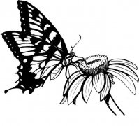 采花的蝴蝶简笔画步骤图片大全