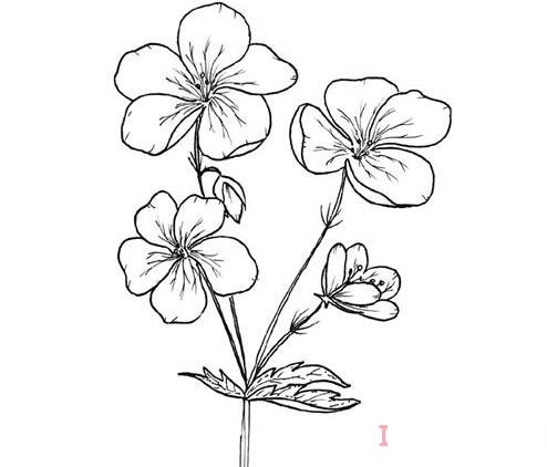 1分钟简笔画鲜花素描的画法详细步骤简单好看