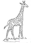 草地上的长颈鹿简笔画图片