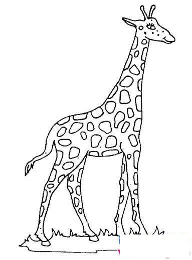 草地上的长颈鹿简笔画图片