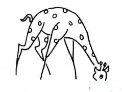 俯身吃草的长颈鹿简笔画