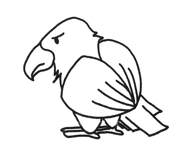 老鹰简笔画图片 老鹰的简单画法大全