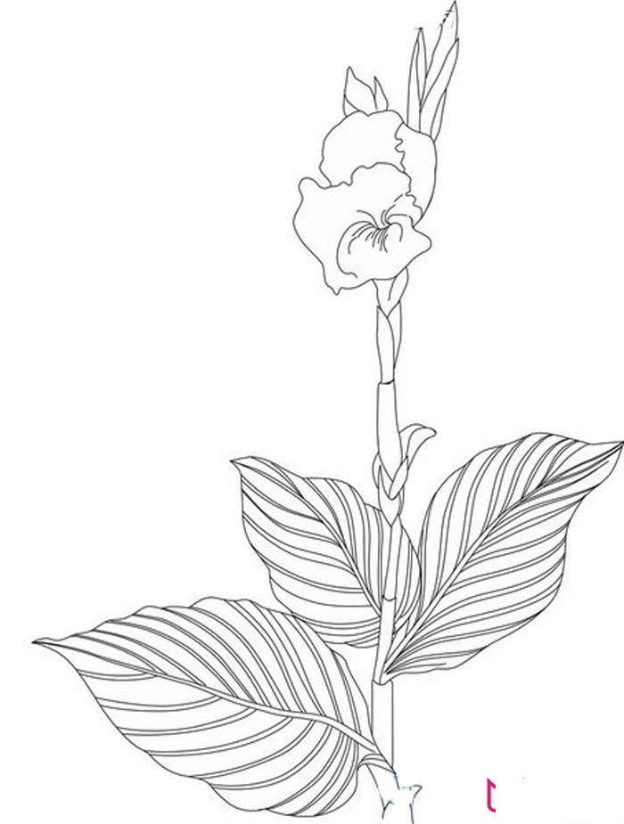 简单的植物简笔画，美人蕉简笔画